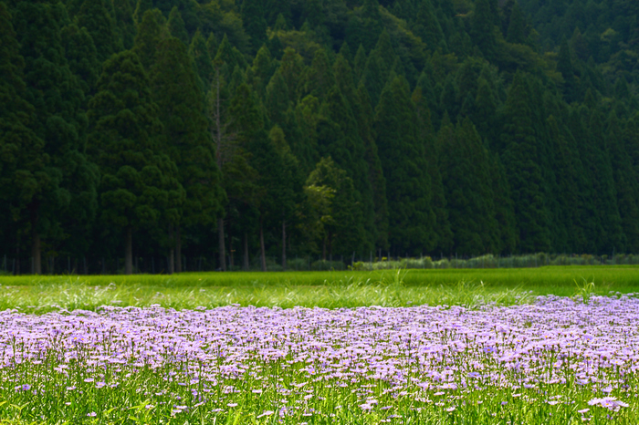 SAMYANG サムヤン 14mm F2.8 ED AS IF UMC 14mm F2.8 ED AS IF UMC | SAMYANG | ケンコー・トキナー
